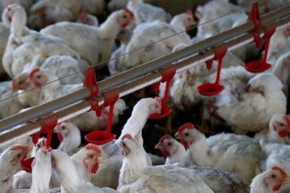 Brasil não vende carne de frango à China a preço inferior ao de mercado, diz ABPA